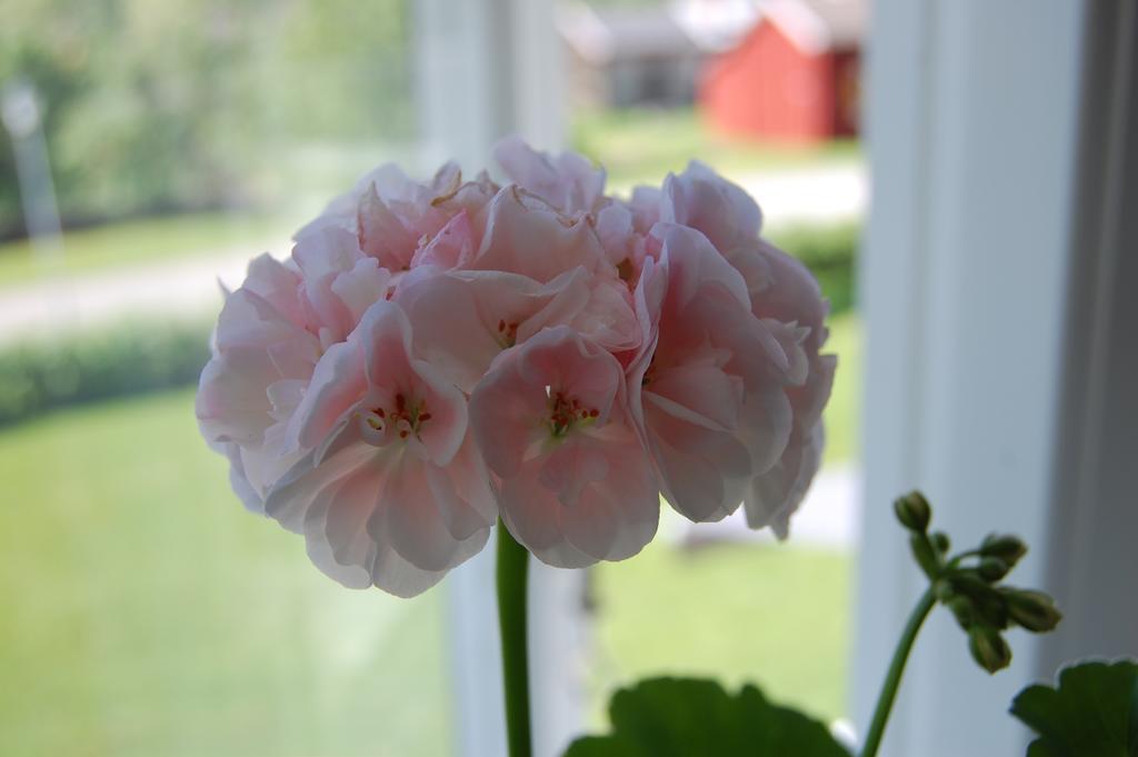 Brunnsgarden Bed & Breakfast Skellefteå Exteriér fotografie